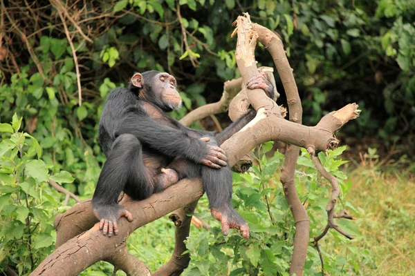 Chimpanzé - Uganda — Fotografia de Stock