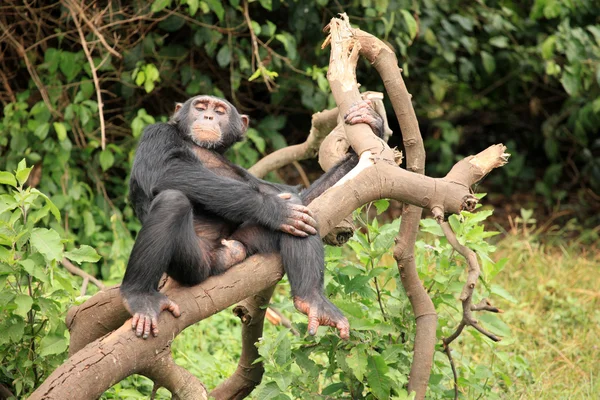 Schimpanse - Ugandas — Stockfoto