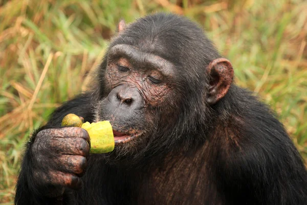 Chimpanzee - Uganda — Stock Photo, Image