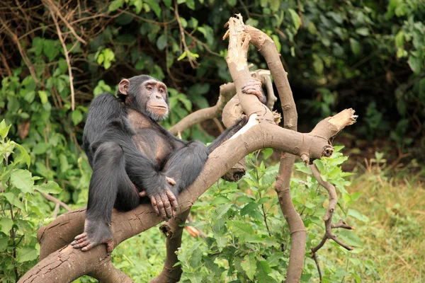 Šimpanz - uganda — Stock fotografie