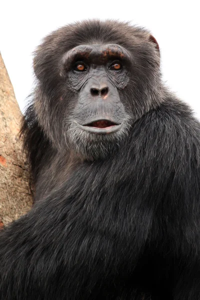 Chimpancé - Uganda — Foto de Stock