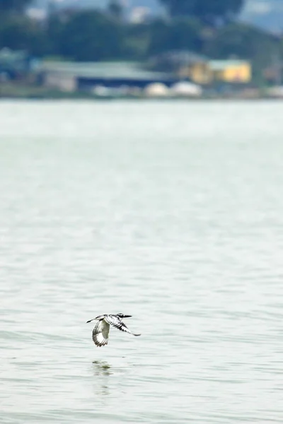 Eisvogel - Naturschutzgebiet - Uganda — Stockfoto