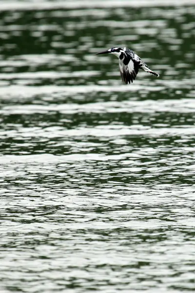 Kingfisher - yaban hayatı kutsal - Uganda — Stok fotoğraf