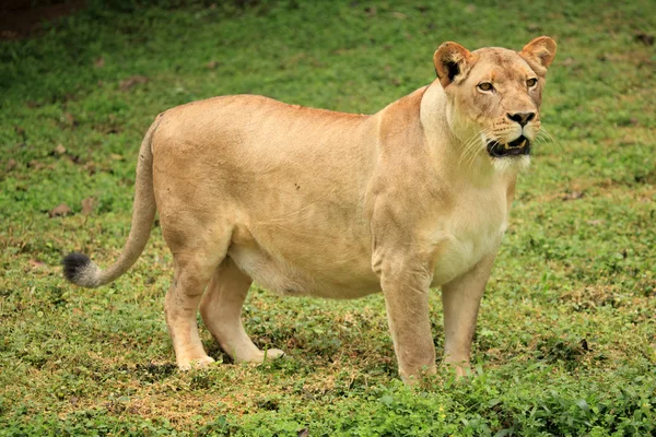 Leão - Vida selvagem africana — Fotografia de Stock