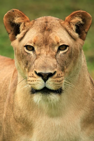 Лев - Африканський дикої природи — стокове фото