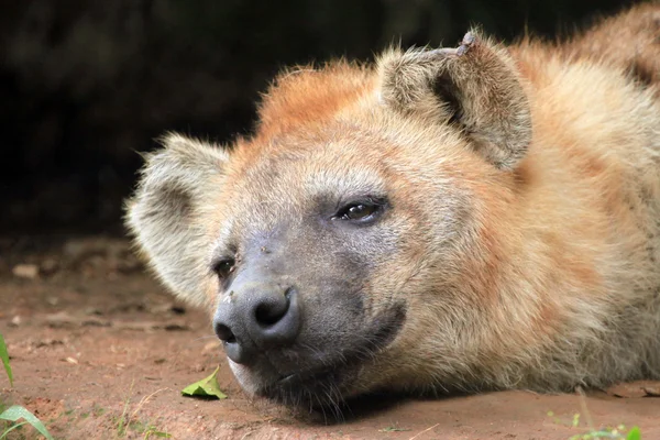鬣狗-非洲野生动物 — 图库照片