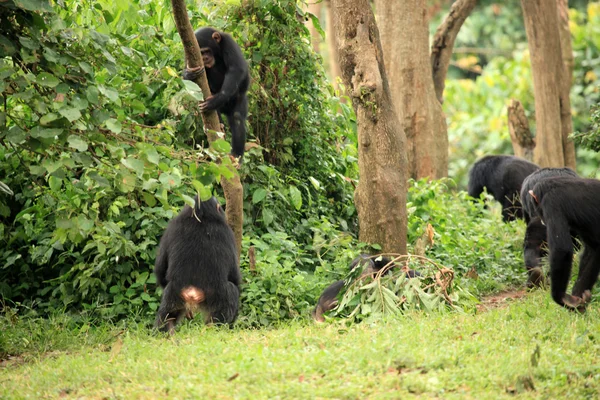 Chimpancés - Vida silvestre africana —  Fotos de Stock