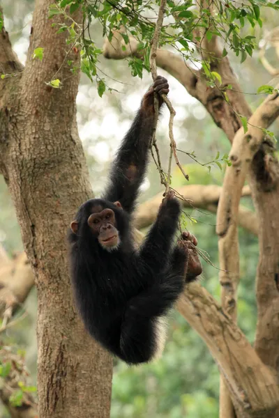 Chimpanzés - Vida selvagem africana — Fotografia de Stock