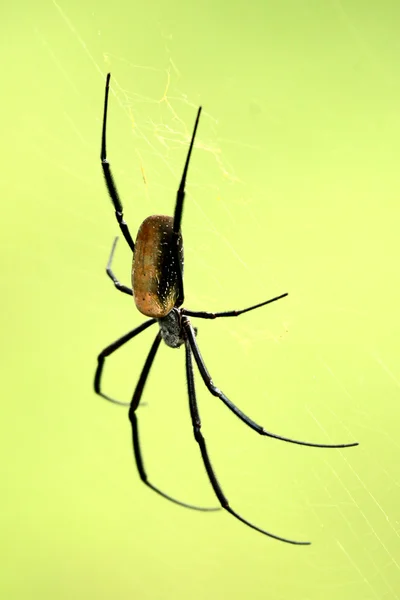 Nephila spider - afrikanska djurlivet — Stockfoto