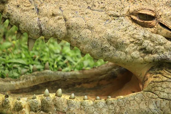 Crocodille - アフリカの野生動物 — ストック写真