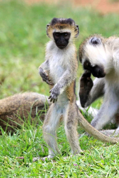 Vervet monkey - afrikanische Tierwelt — Stockfoto