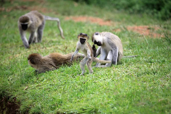 Kočkodani opice - africké přírody — Stock fotografie