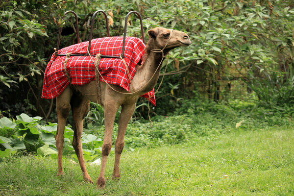 Camel - African Wildlife