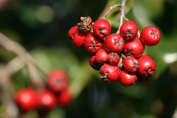 Bayas rojas en el árbol de acebo en el bosque —  Fotos de Stock