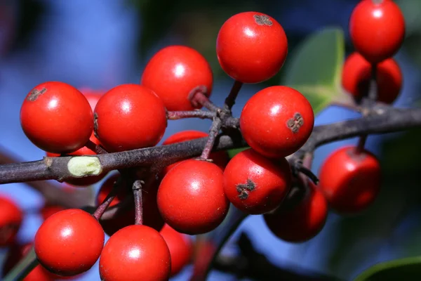 Röda bär på holly träd i skogen — Stockfoto