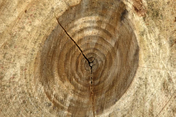 Firewood in Forest in the wilderness, Canada — Stock Photo, Image