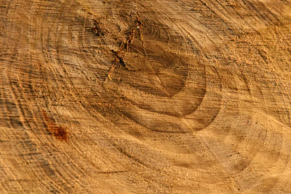 Orman vahşi doğada, Kanada içinde odun — Stok fotoğraf