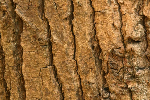 Textura de corteza de árbol - Bosque en la naturaleza, Canadá — Foto de Stock