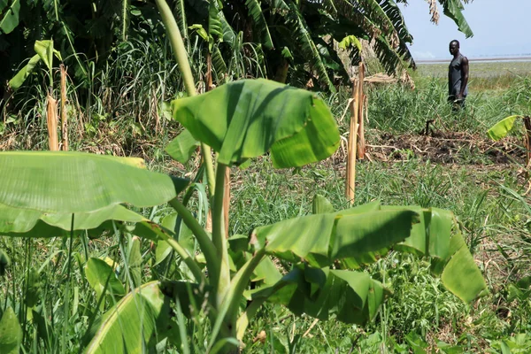 Pływające, rybackie wioski - uganda, Afryka — Zdjęcie stockowe