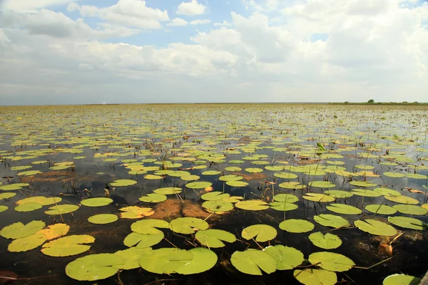 Spokojne jezioro ustawienie - uganda, Afryka — Zdjęcie stockowe