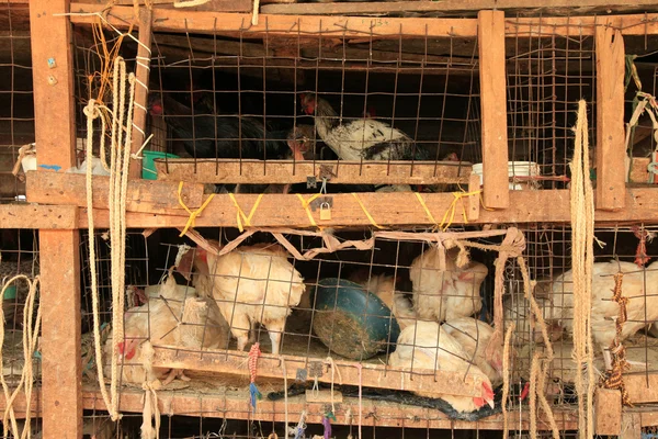 Hühnermarkt - soroti, uganda, afrika — Stockfoto