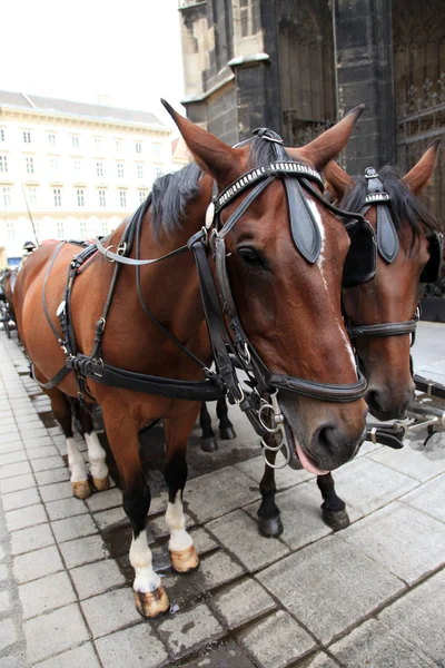 Horse at Stephansdom, Vienna — Stock Photo, Image