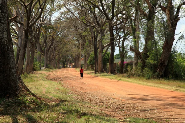 Polnej drodze w prowadzi przez las uganda, Afryka — Zdjęcie stockowe