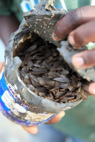 Formiche Uganda, Africa — Foto Stock