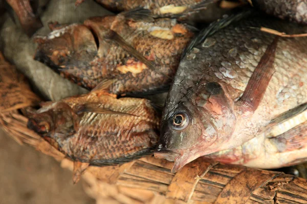 Friss hal, Uganda, Afrika — Stock Fotó