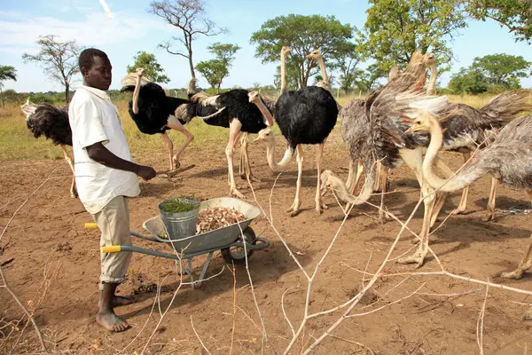 Strauß - uganda, afrika — Stockfoto