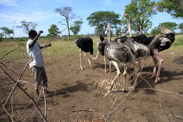 Avestruz - Uganda, África —  Fotos de Stock
