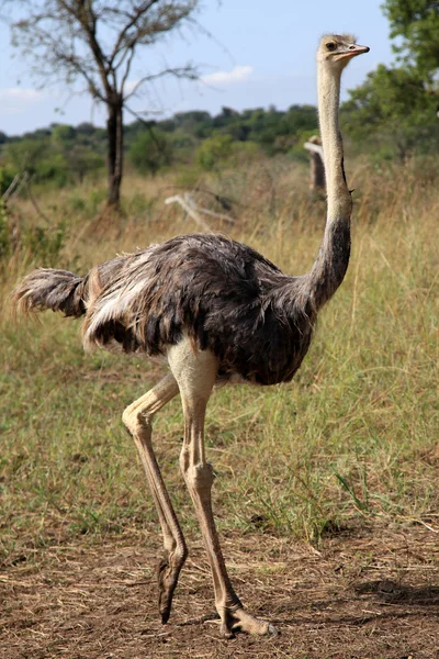 Devekuşu - uganda, Afrika — Stok fotoğraf