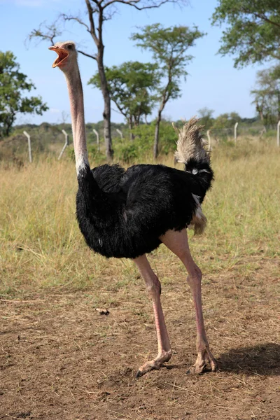 Struisvogel - Oeganda, Afrika — Stockfoto