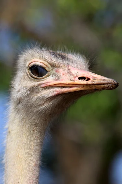 Ostrich - Uganda, Africa — Stock Photo, Image