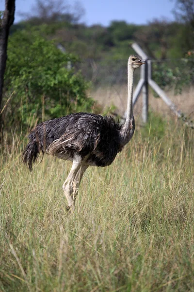 Avestruz - Uganda, África — Fotografia de Stock