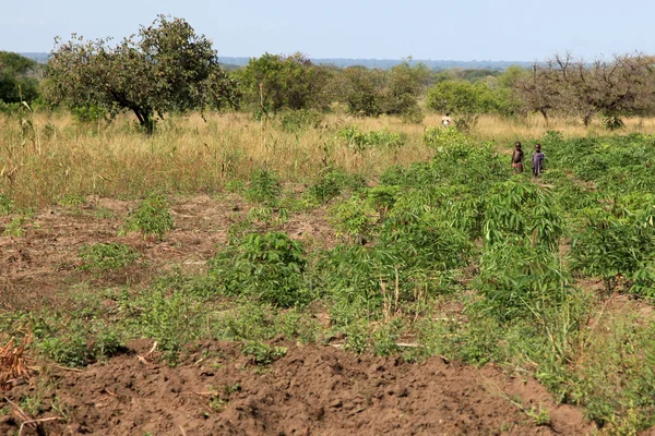 Pertanian pedesaan Uganda, Afrika — Stok Foto