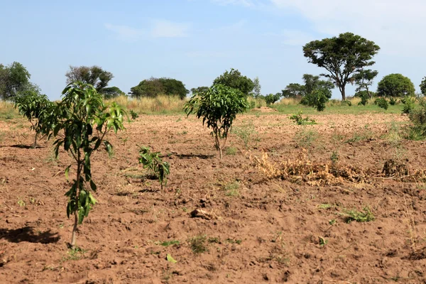 Landsbygdens gård - uganda, Afrika — Stockfoto