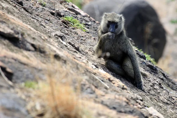 Babbuino Uganda, Africa — Foto Stock