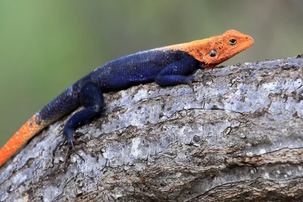 Red Headed Agama Lizard - Uganda, Africa — Stock Photo, Image