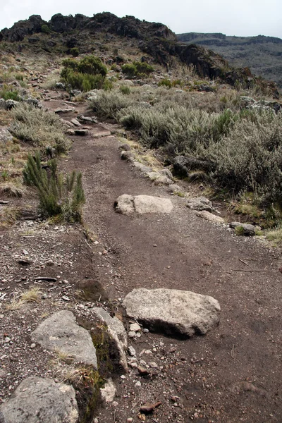 Mt Kilimandżaro, tanzania, Afryka — Zdjęcie stockowe