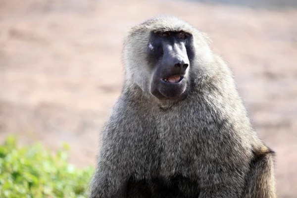 Baboon - uganda, Afrika — Stok fotoğraf