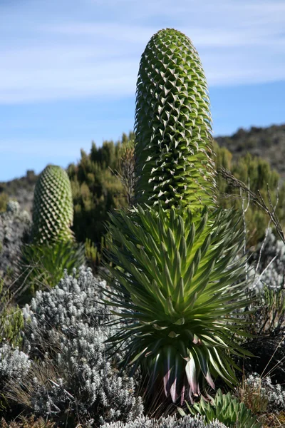 Mt Kilimanjaro, Tanzania, Africa — Stock Photo, Image