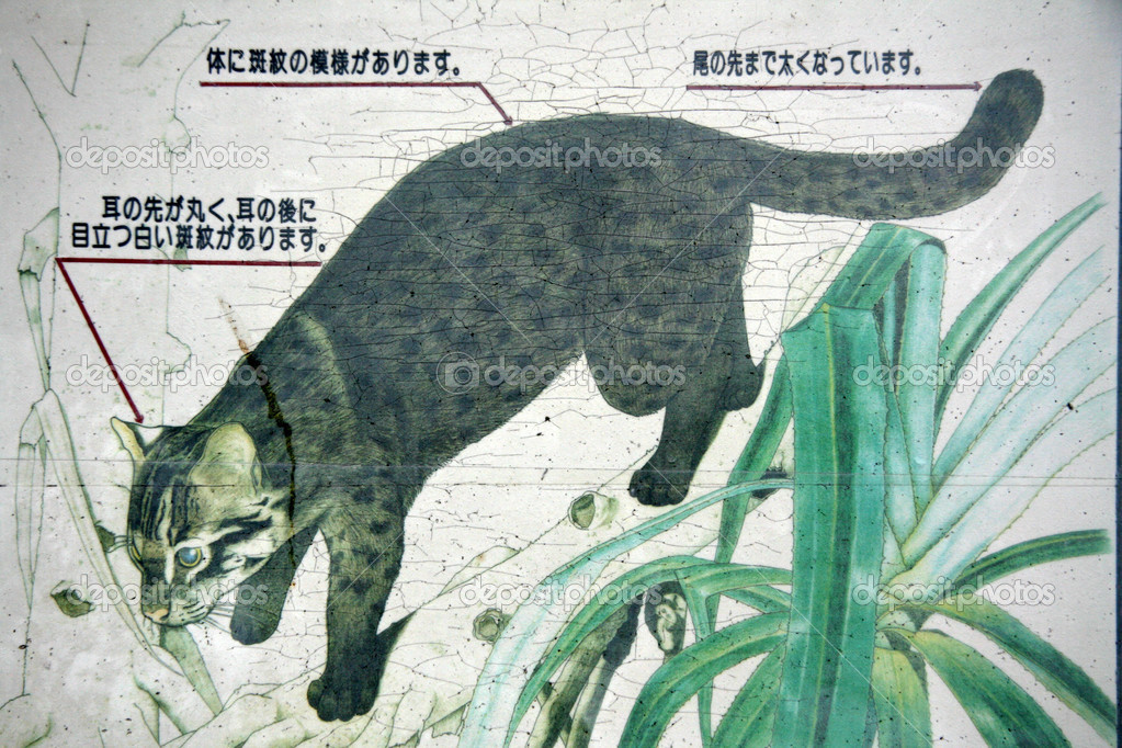 Iriomote Cat - , Iriomote Island, Okinawa, Japan