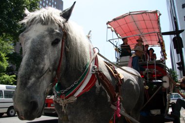 at arabası, sapporo, Japonya