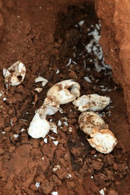 crocodille yumurta - agu nehir - uganda, Afrika