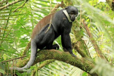 l'hoests maymun - bigodi sulak - uganda, Afrika