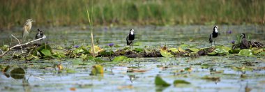 uzun parmaklı yağmurcunu (lapwink) - göl opeta - uganda, Afrika
