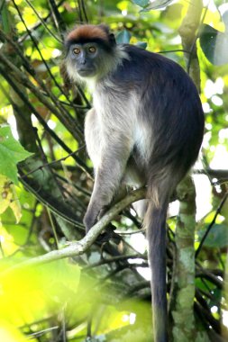 Kırmızı colobus - bigodi sulak - uganda, Afrika