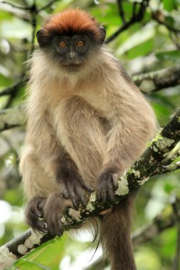 Kırmızı colobus - bigodi sulak - uganda, Afrika
