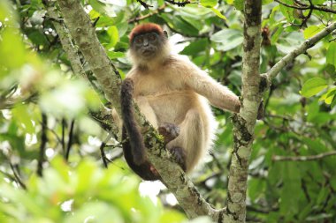 Kırmızı colobus - bigodi sulak - uganda, Afrika